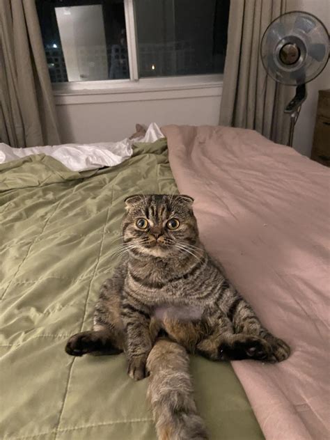 scottish fold buddha pose|Iba pa.
